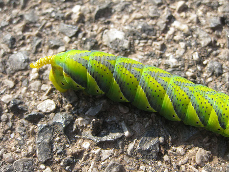 Bellissimo bruco - Acherontia atropos